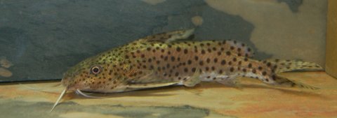 DSC_1446sf.jpg