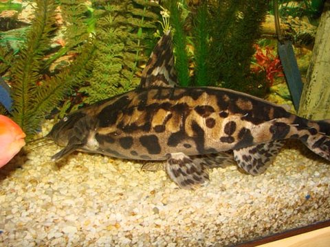 This image is 2 years old. This is a good view of his color pattern.