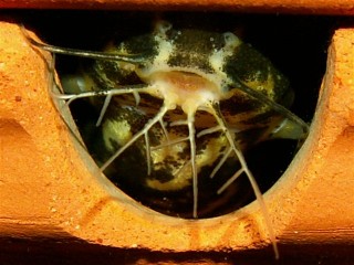 microsyno's 089.jpg
