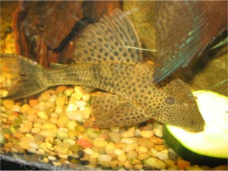 Side view - ignore the angelfish fin in the way (they like having their photo taken too!)