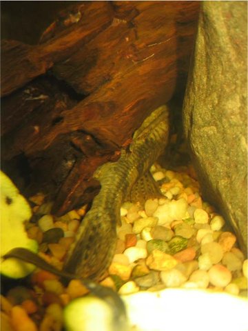 The tail as it was hiding under the log