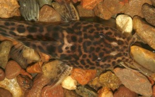WidemouthGuttata2.jpg