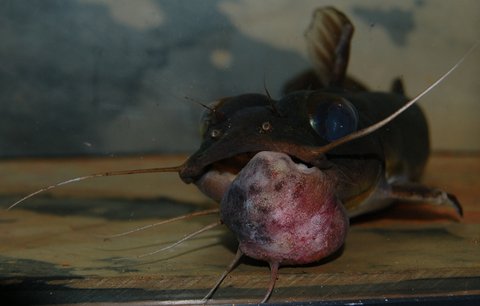 DSC_7798cs.jpg