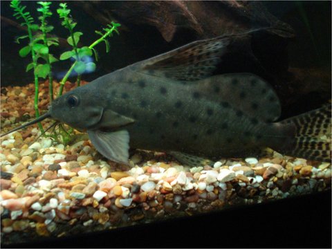 P.S.<br />This is my other fish, as you can see he's fine