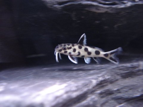 synodontis multipunctata