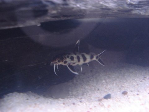 syno or hybrid?