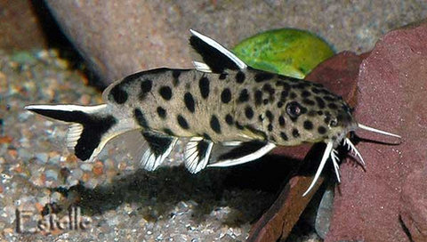 synodontis lucipinnis pic off internet