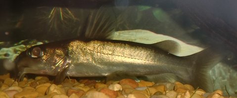 chrysichthys jan. '11 3.jpg