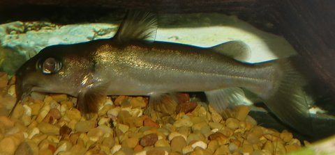 chrysichthys jan. '11 2.jpg