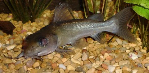 chrysichthys jan. '11.jpg