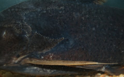 DSC_8291cs.jpg